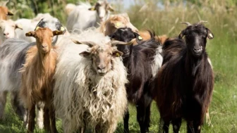 Küçükbaş hayvancılık desteği başvuru şartları neler?