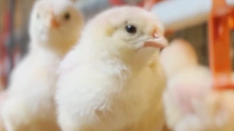 Erkek civcivlerin öldürülmesi bir ülkede daha yasaklandı; Türkiye'de durum ne?