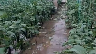 Seraları yine sel vurdu; çilekler, domatesler zayi oldu
