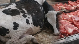 Hasta hayvanların etlerini yedirmişler; Et şebekesine operasyon!