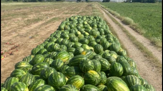 İran karpuzu gelmeyebilir: Türk çiftçisinin karpuz umudunda “kabak aşısı” çekincesi