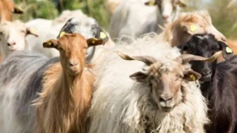 Hayvancılık destek başvuruları başlıyor! Üreticilere kritik çağrı