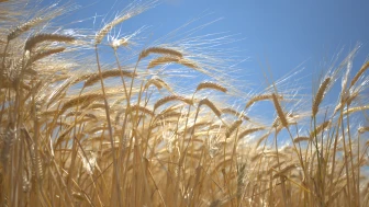 Gübre fiyatları kontrolden çıktı, çiftçi alarm veriyor