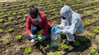 Pestisite çözüm bulundu mu; Bilim insanları yıkama solüsyonu geliştirdi