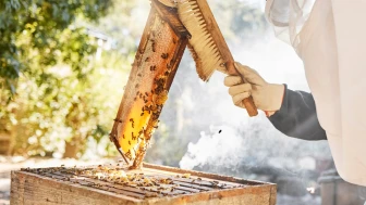 Sentetik bal peteklerine yasak geliyor!