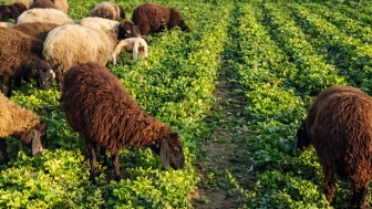 Marulları satamayınca koyunlara yedirdi