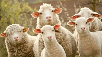 100 koyun desteği için son 1 hafta; küçükbaş projesinde başvuru süresi doluyor!