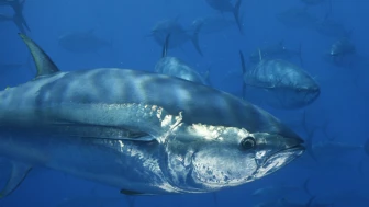 İhracatta suşi bereketi; Japonlar Türk orkinosuna yöneldi