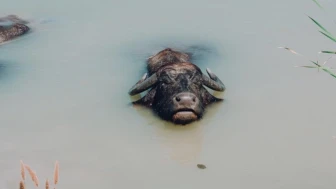 Son 4 bin manda için festival!