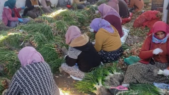 Dünya Çiftçiler Günü'nde çarpıcı tablo: Yol parası bile yok!