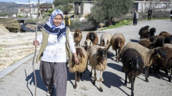 Köye dönmek isteyenlere hayvancılık desteği: Faizsiz 2 milyona kadar küçükbaş kredisi