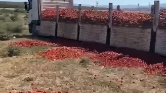 Salçalık domates krizinde yeni perde: Ticaret Bakanlığı “Ezik ve topraklı” dedi, çiftçi tepki gösterdi