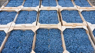 'Mavi Altın'da bile fiyat krizi; Blueberry üreticileri maliyeti kurtarma derdine düştü!