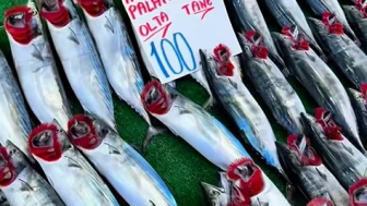 Palamutta korkutan uyarı; Bu yıl Karadeniz'den palamut fışkırıyor ama stok eriyebilir!
