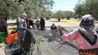 İlk zeytin hasadı Ege'de yapıldı; Bu yıl zeytin bol