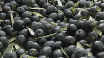 Zeytin sezonu 30 lirayla başladı; Üretici endişeli