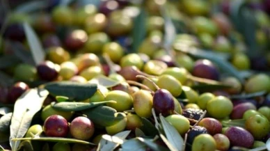 1 kilo zeytinin üretim maliyeti belli oldu
