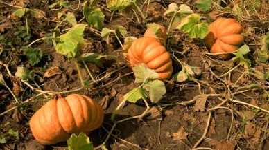 Balkabağı zehir mi saklıyor?