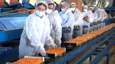 Tarım devi iflasın eşiğinde