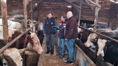 Şap hastalığı İstanbul'a sıçradı; 21 mahallede 'şap' karantinası