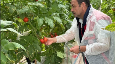 Sera domatesi daha besleyici çıktı; Kışın domates yenirmiş!