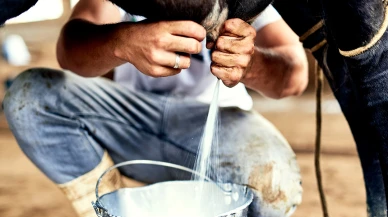 Çiğ süt fiyatında yeni rakam belirlendi; TÜSEDAD tavsiye fiyatı açıkladı