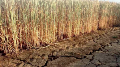 İklim krizi gıdaların yapısını değiştiriyor; Daha kalorili, daha az besleyici..