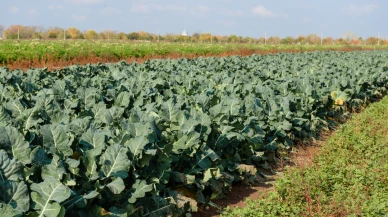 Yeşil altın brokolide hasat zamanı: Tarlada 10 Lira, pazarda 50 Lira