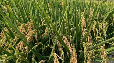 Su sıkıntısı nedeniyle çeltik ekimi yasaklandı..