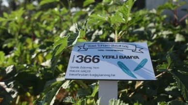 Belediyeden ücretsiz yerel tohum.. Hangi tohumlar gönderiliyor?