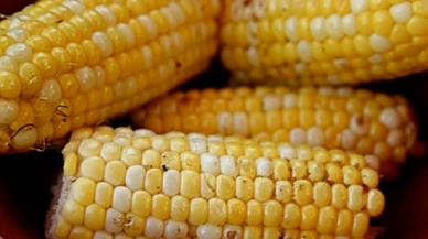GDO'lu mısır tohumları havalimanında yakalandı
