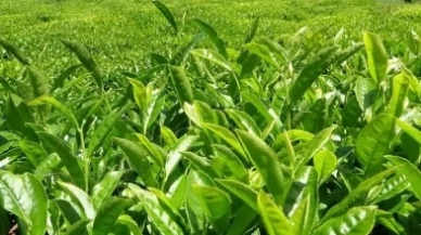 Son Dakika... 2025 yaş çay alım fiyatı belli oldu