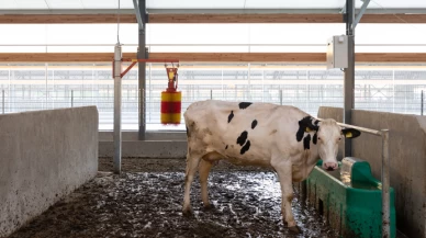 8 mahallede şap karantinası.. Şap hastalığı nedir, et veya sütten insana bulaşır mı?