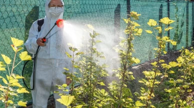 Pestisitler yeni bir pandemiye yol açabilir mi?