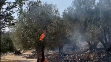 20 bine yakın zeytin ağacı yandı