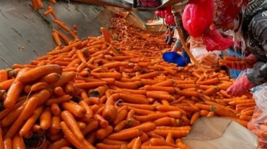 Havuçta 'yasaklı zehir' saptandı.. AB sınırda reddetti