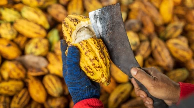 Küresel kakao krizine çözüm: Nestlé, çikolatada verimi artıran yeni teknik geliştirdi