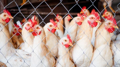 Hayat pahalılığı tavuk eti tüketimini artırdı; 4 kilo daha fazla!