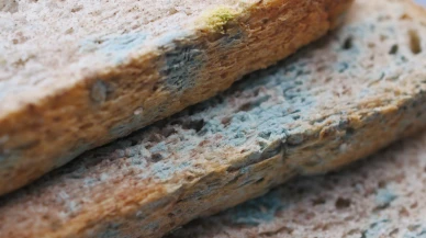 Küflü ekmek yenirse ne olur; küflü ekmek zehirler mi?