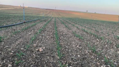 Elektrik dağıtım şirketi mısır tarımından dert yandı