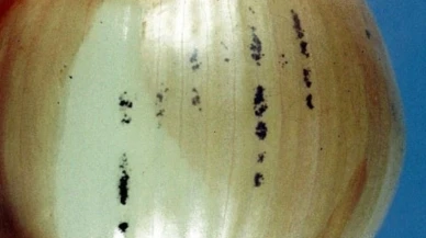 Soğandaki siyah lekeler küf mü; Bozuk soğan nasıl anlaşılır?