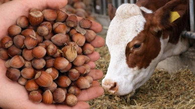 Fındık satıp, hayvan yemi aldık.. Borçlu çıktık!