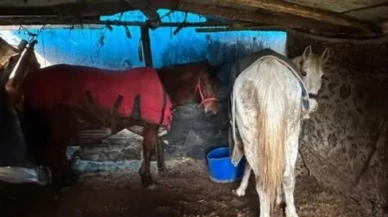 At etinin merkezinde kesilmek üzere bekletilen atlar bulundu