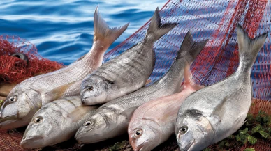 Levrek ve çipuradan 1,2 milyar dolar