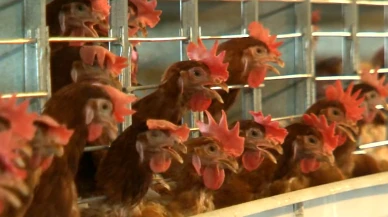 Bakanlık tavukların alanını daralttı.. Tavuklar daha küçük alanda yumurtalayacak