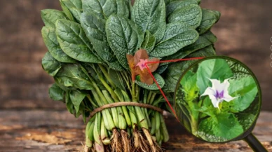 Bakanlıktan Ispanak uyarısı! Ispanak zehirleyebilir!