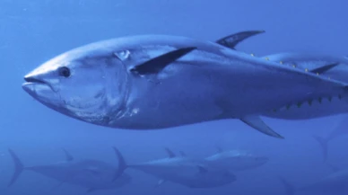 Dünyanın en pahalı balığı; rekor fiyata satıldı