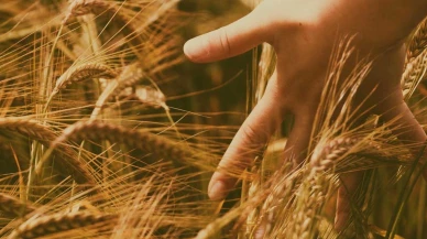 Ata tohumu Ahmet buğdayı verim testini başarıyla geçti