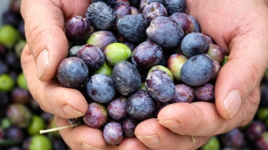 Zeytinde şaşırtan fiyat farkı; Gemlik'te 50, Artvin'de 500 TL!