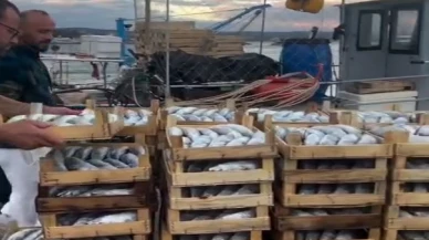 İstanbul Şile'de palamut 50 TL